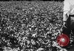 Image ferme expérimentale Luther Burbank United States USA, 1920, de la seconde 39 séquences d'archives historiques vidéo 65675072789
