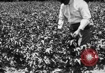 Image ferme expérimentale Luther Burbank United States USA, 1920, de la seconde 40 séquences d'archives historiques vidéo 65675072789