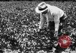 Image ferme expérimentale Luther Burbank United States USA, 1920, de la seconde 41 séquences d'archives historiques vidéo 65675072789