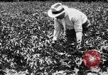 Image ferme expérimentale Luther Burbank United States USA, 1920, de la seconde 42 séquences d'archives historiques vidéo 65675072789