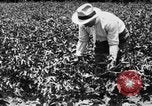 Image ferme expérimentale Luther Burbank United States USA, 1920, de la seconde 43 séquences d'archives historiques vidéo 65675072789