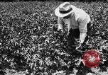 Image ferme expérimentale Luther Burbank United States USA, 1920, de la seconde 44 séquences d'archives historiques vidéo 65675072789