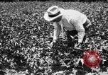 Image ferme expérimentale Luther Burbank United States USA, 1920, de la seconde 45 séquences d'archives historiques vidéo 65675072789