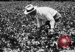Image ferme expérimentale Luther Burbank United States USA, 1920, de la seconde 46 séquences d'archives historiques vidéo 65675072789