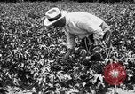 Image ferme expérimentale Luther Burbank United States USA, 1920, de la seconde 47 séquences d'archives historiques vidéo 65675072789