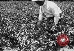 Image ferme expérimentale Luther Burbank United States USA, 1920, de la seconde 48 séquences d'archives historiques vidéo 65675072789
