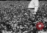 Image ferme expérimentale Luther Burbank United States USA, 1920, de la seconde 49 séquences d'archives historiques vidéo 65675072789