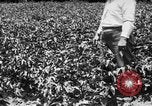 Image ferme expérimentale Luther Burbank United States USA, 1920, de la seconde 50 séquences d'archives historiques vidéo 65675072789