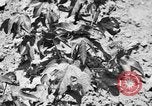 Image ferme expérimentale Luther Burbank United States USA, 1920, de la seconde 53 séquences d'archives historiques vidéo 65675072789