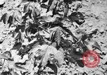 Image ferme expérimentale Luther Burbank United States USA, 1920, de la seconde 57 séquences d'archives historiques vidéo 65675072789