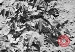 Image ferme expérimentale Luther Burbank United States USA, 1920, de la seconde 58 séquences d'archives historiques vidéo 65675072789