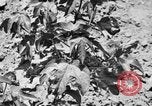 Image ferme expérimentale Luther Burbank United States USA, 1920, de la seconde 59 séquences d'archives historiques vidéo 65675072789