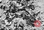 Image ferme expérimentale Luther Burbank United States USA, 1920, de la seconde 60 séquences d'archives historiques vidéo 65675072789