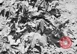 Image ferme expérimentale Luther Burbank United States USA, 1920, de la seconde 61 séquences d'archives historiques vidéo 65675072789