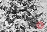 Image ferme expérimentale Luther Burbank United States USA, 1920, de la seconde 62 séquences d'archives historiques vidéo 65675072789