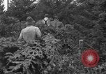 Image récolte d'arbres de Noël Shelton Washington USA, 1939, de la seconde 4 séquences d'archives historiques vidéo 65675072846
