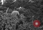 Image récolte d'arbres de Noël Shelton Washington USA, 1939, de la seconde 5 séquences d'archives historiques vidéo 65675072846