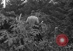 Image récolte d'arbres de Noël Shelton Washington USA, 1939, de la seconde 6 séquences d'archives historiques vidéo 65675072846