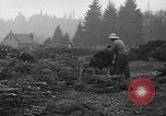 Image récolte d'arbres de Noël Shelton Washington USA, 1939, de la seconde 7 séquences d'archives historiques vidéo 65675072846
