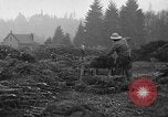 Image récolte d'arbres de Noël Shelton Washington USA, 1939, de la seconde 8 séquences d'archives historiques vidéo 65675072846