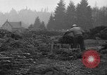Image récolte d'arbres de Noël Shelton Washington USA, 1939, de la seconde 10 séquences d'archives historiques vidéo 65675072846