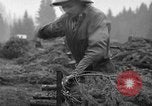 Image récolte d'arbres de Noël Shelton Washington USA, 1939, de la seconde 11 séquences d'archives historiques vidéo 65675072846