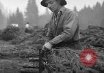 Image récolte d'arbres de Noël Shelton Washington USA, 1939, de la seconde 12 séquences d'archives historiques vidéo 65675072846