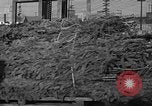 Image récolte d'arbres de Noël Shelton Washington USA, 1939, de la seconde 23 séquences d'archives historiques vidéo 65675072846