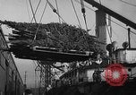 Image récolte d'arbres de Noël Shelton Washington USA, 1939, de la seconde 28 séquences d'archives historiques vidéo 65675072846