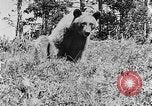 Immagine di La fauna selvatica Colorado United States USA, 1922, secondo 12 filmato di repertorio 65675072889
