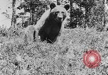 Immagine di La fauna selvatica Colorado United States USA, 1922, secondo 13 filmato di repertorio 65675072889