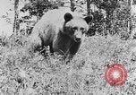Immagine di La fauna selvatica Colorado United States USA, 1922, secondo 14 filmato di repertorio 65675072889