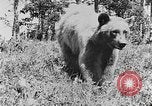 Immagine di La fauna selvatica Colorado United States USA, 1922, secondo 15 filmato di repertorio 65675072889