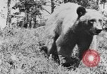 Immagine di La fauna selvatica Colorado United States USA, 1922, secondo 16 filmato di repertorio 65675072889