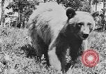 Immagine di La fauna selvatica Colorado United States USA, 1922, secondo 17 filmato di repertorio 65675072889
