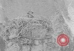 Immagine di La fauna selvatica Colorado United States USA, 1922, secondo 33 filmato di repertorio 65675072889