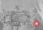 Immagine di La fauna selvatica Colorado United States USA, 1922, secondo 38 filmato di repertorio 65675072889