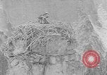 Immagine di La fauna selvatica Colorado United States USA, 1922, secondo 39 filmato di repertorio 65675072889