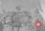 Immagine di La fauna selvatica Colorado United States USA, 1922, secondo 40 filmato di repertorio 65675072889