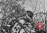 Immagine di La fauna selvatica Colorado United States USA, 1922, secondo 48 filmato di repertorio 65675072889