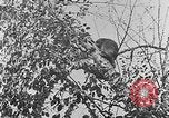 Immagine di La fauna selvatica Colorado United States USA, 1922, secondo 49 filmato di repertorio 65675072889