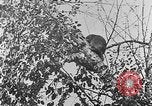 Immagine di La fauna selvatica Colorado United States USA, 1922, secondo 50 filmato di repertorio 65675072889