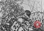 Immagine di La fauna selvatica Colorado United States USA, 1922, secondo 51 filmato di repertorio 65675072889