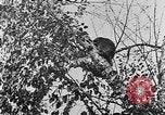 Immagine di La fauna selvatica Colorado United States USA, 1922, secondo 52 filmato di repertorio 65675072889