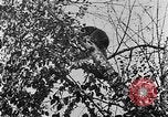 Immagine di La fauna selvatica Colorado United States USA, 1922, secondo 53 filmato di repertorio 65675072889