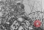 Immagine di La fauna selvatica Colorado United States USA, 1922, secondo 54 filmato di repertorio 65675072889