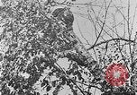 Immagine di La fauna selvatica Colorado United States USA, 1922, secondo 55 filmato di repertorio 65675072889