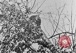 Immagine di La fauna selvatica Colorado United States USA, 1922, secondo 56 filmato di repertorio 65675072889
