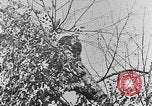Immagine di La fauna selvatica Colorado United States USA, 1922, secondo 57 filmato di repertorio 65675072889