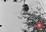 Immagine di La fauna selvatica Colorado United States USA, 1922, secondo 59 filmato di repertorio 65675072889